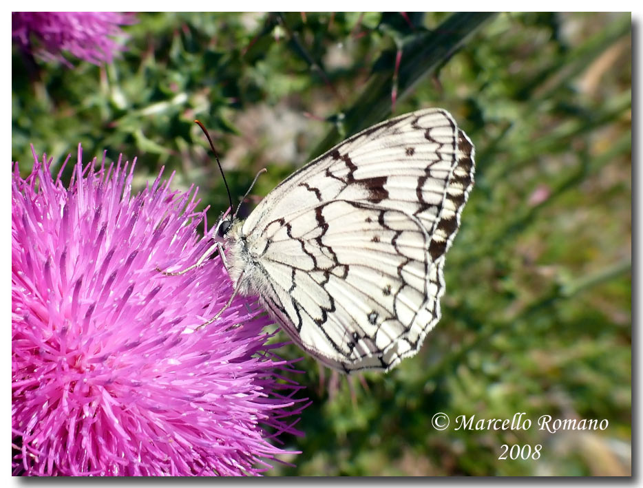 Insetti dalla Croazia: 4. Melanargia larissa (Satyrinae)